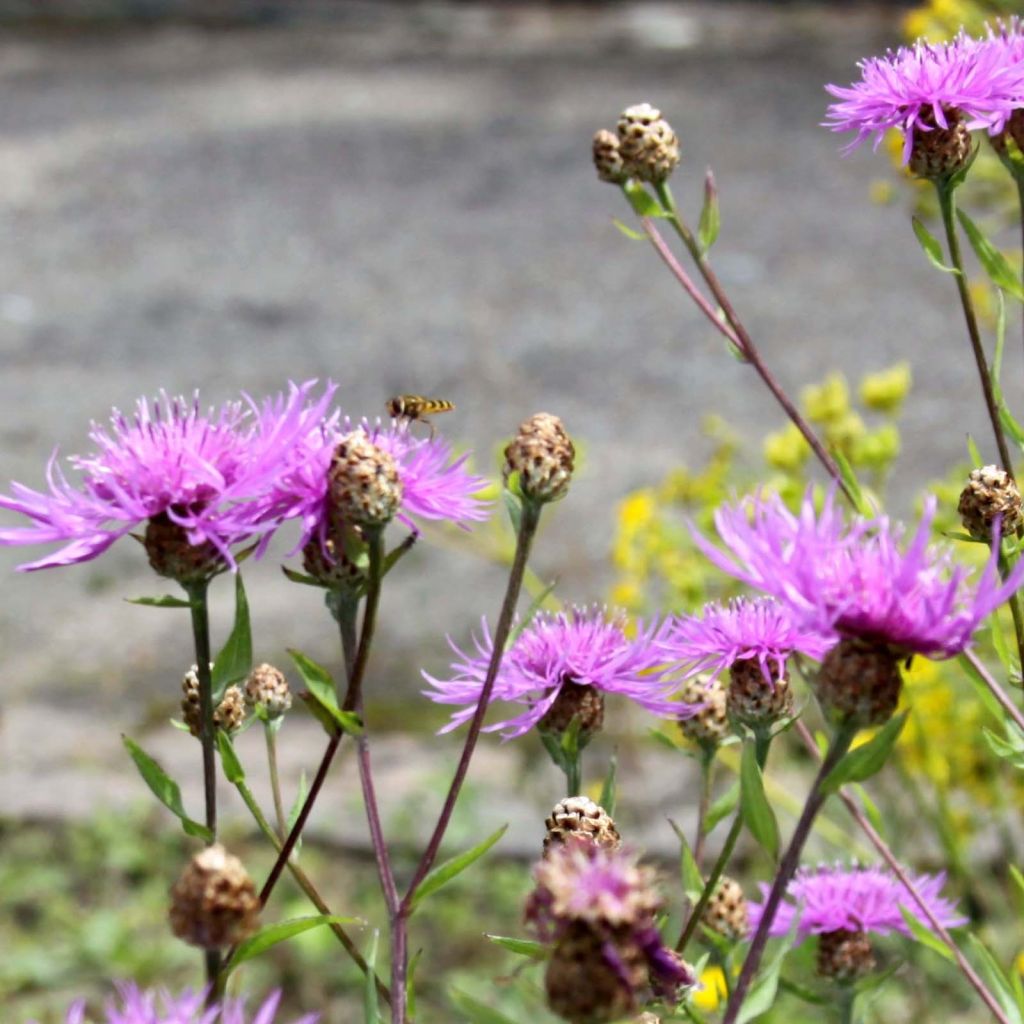 Centaurea jacea - Fiordaliso stoppione