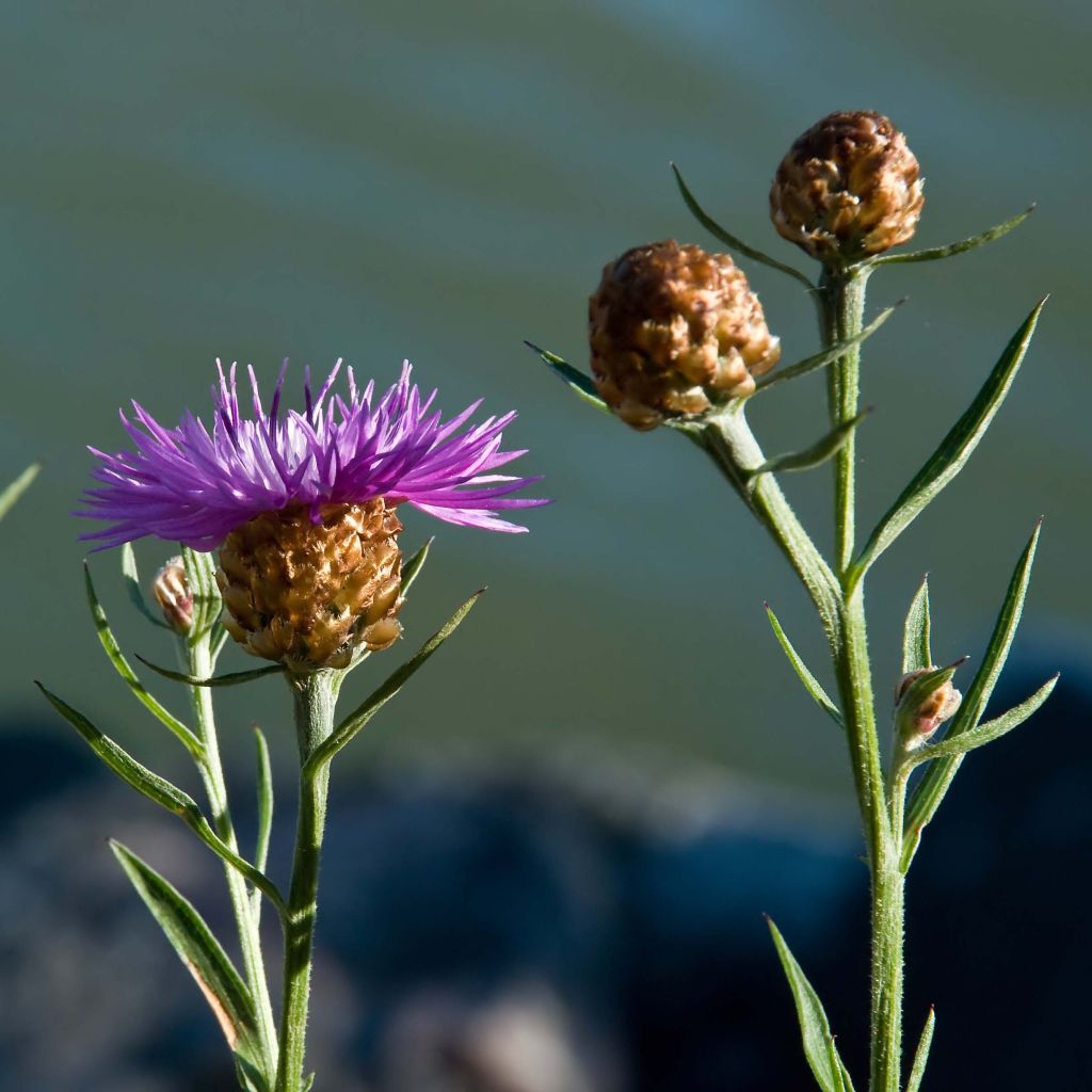 Centaurea jacea - Fiordaliso stoppione