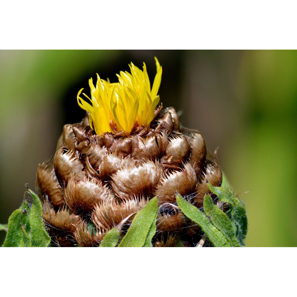 Centaurea macrocephala - Fiordaliso