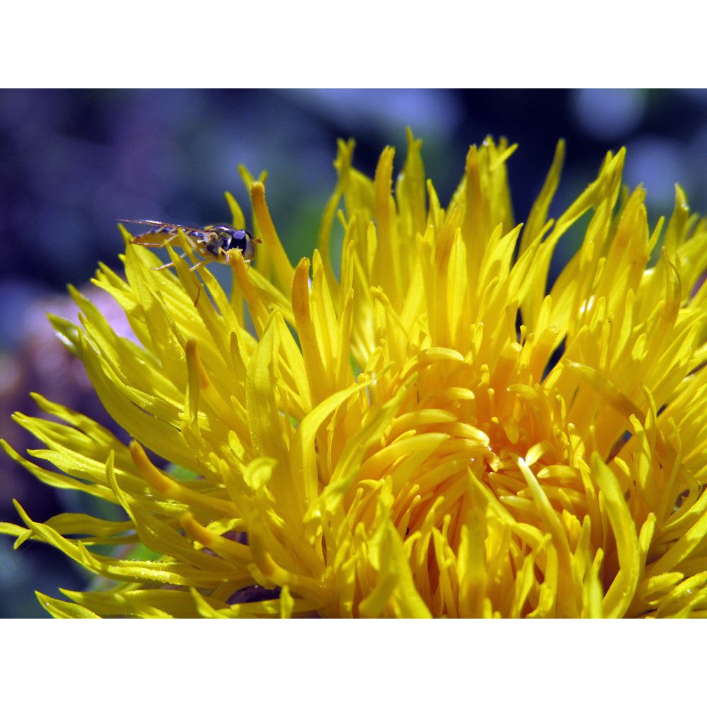 Centaurea macrocephala - Fiordaliso