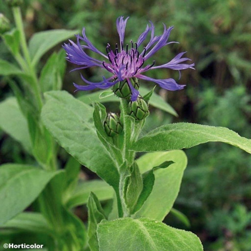 Centaurea montana - Fiordaliso montano