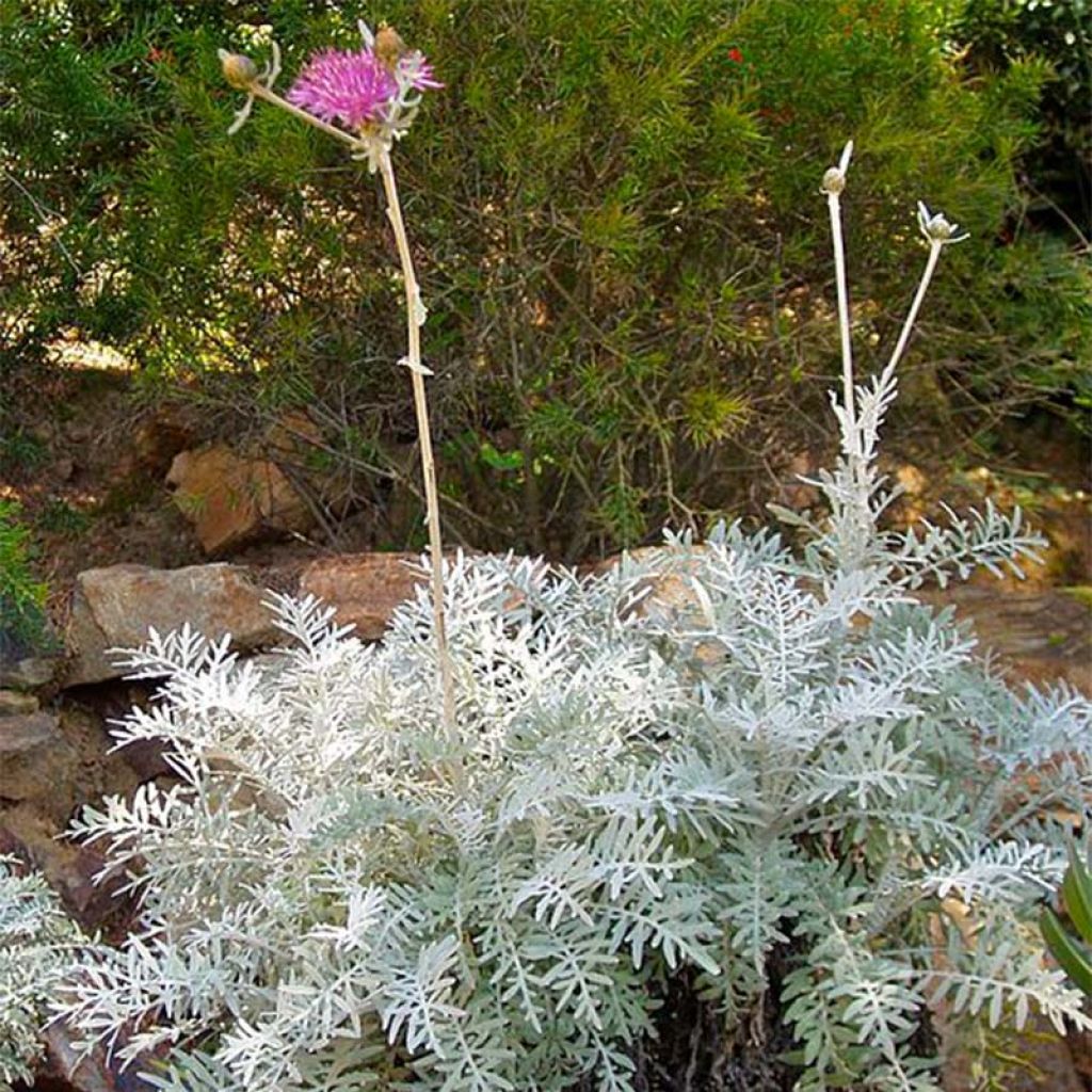 Centaurea pulcherrima - Fiordaliso