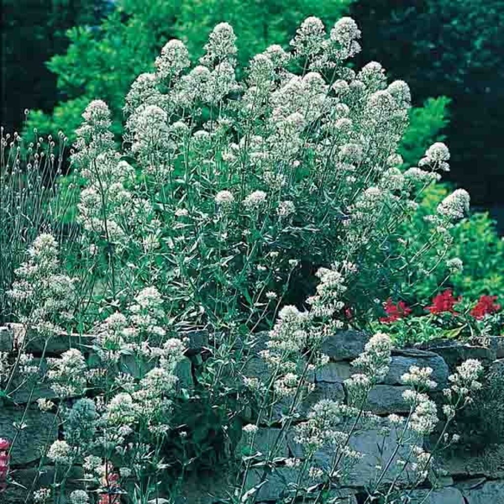 Centranthus ruber Albus - Valeriana bianca