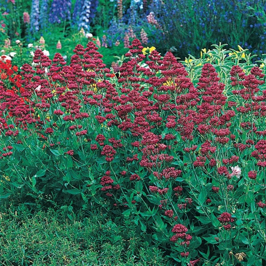 Centranthus ruber Coccineus - Valeriana rossa