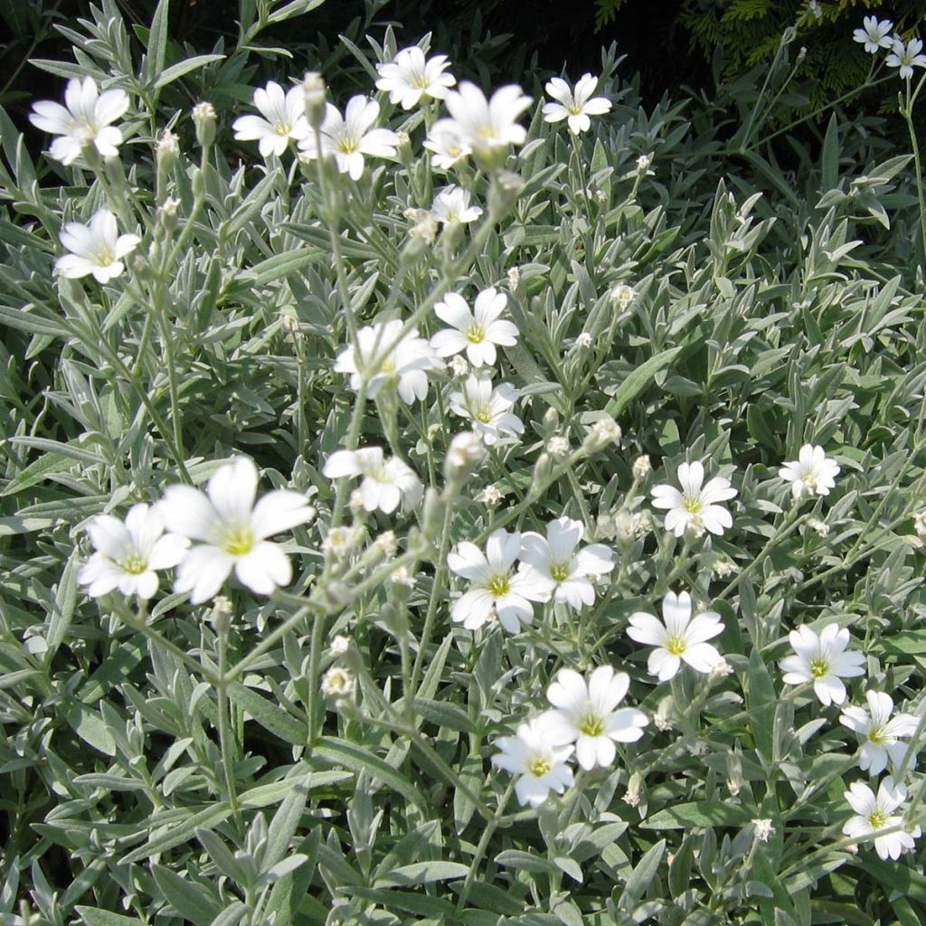 Cerastium tomentosum Yo Yo - Peverina tomentosa