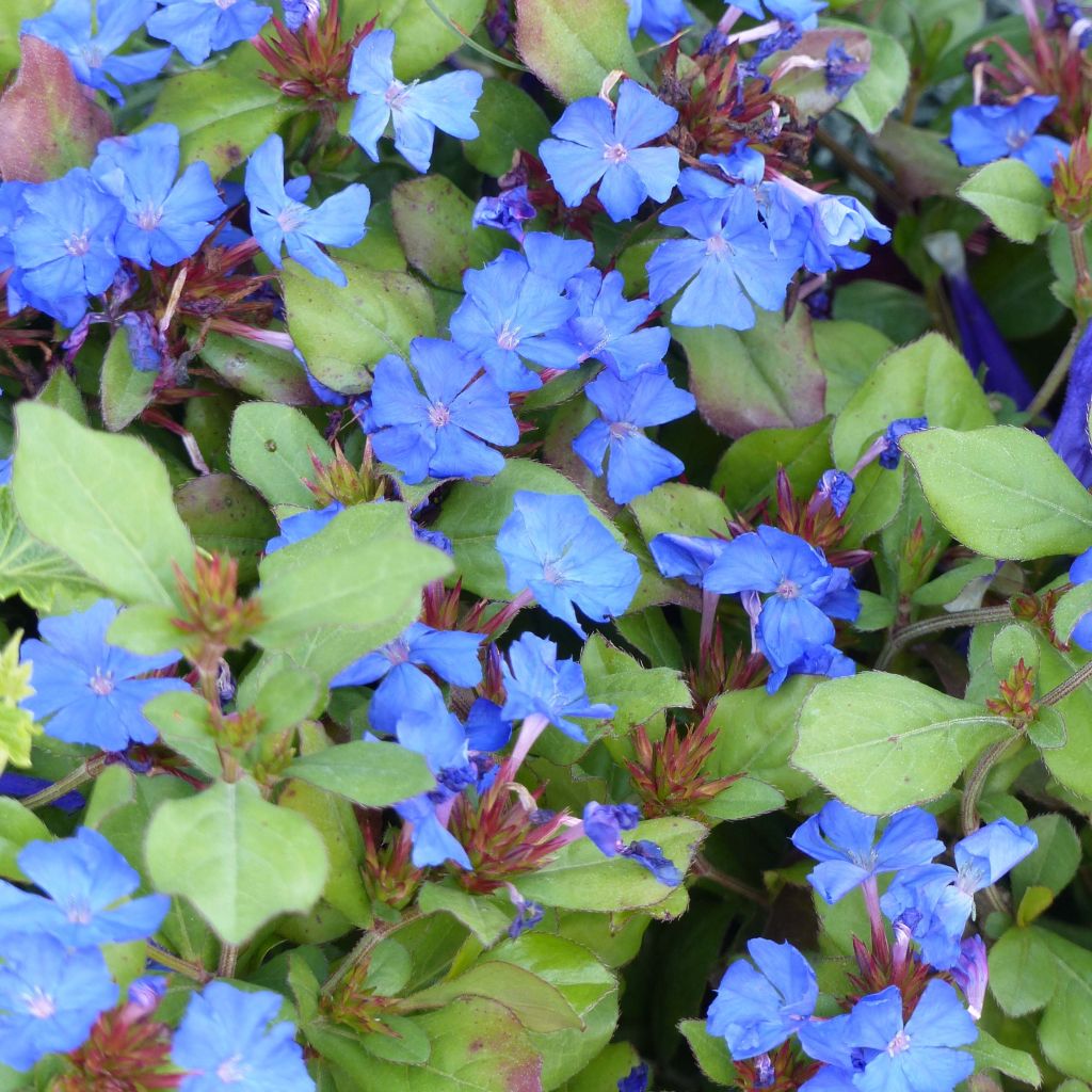 Ceratostigma plumbaginoides - Plumbago blu