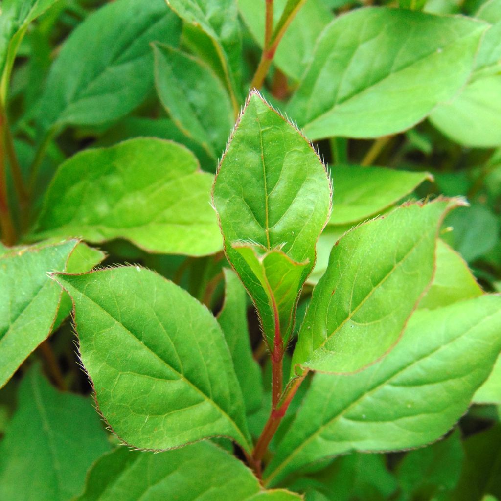 Ceratostigma plumbaginoides - Plumbago blu