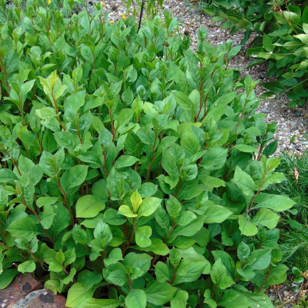 Ceratostigma plumbaginoides - Plumbago blu