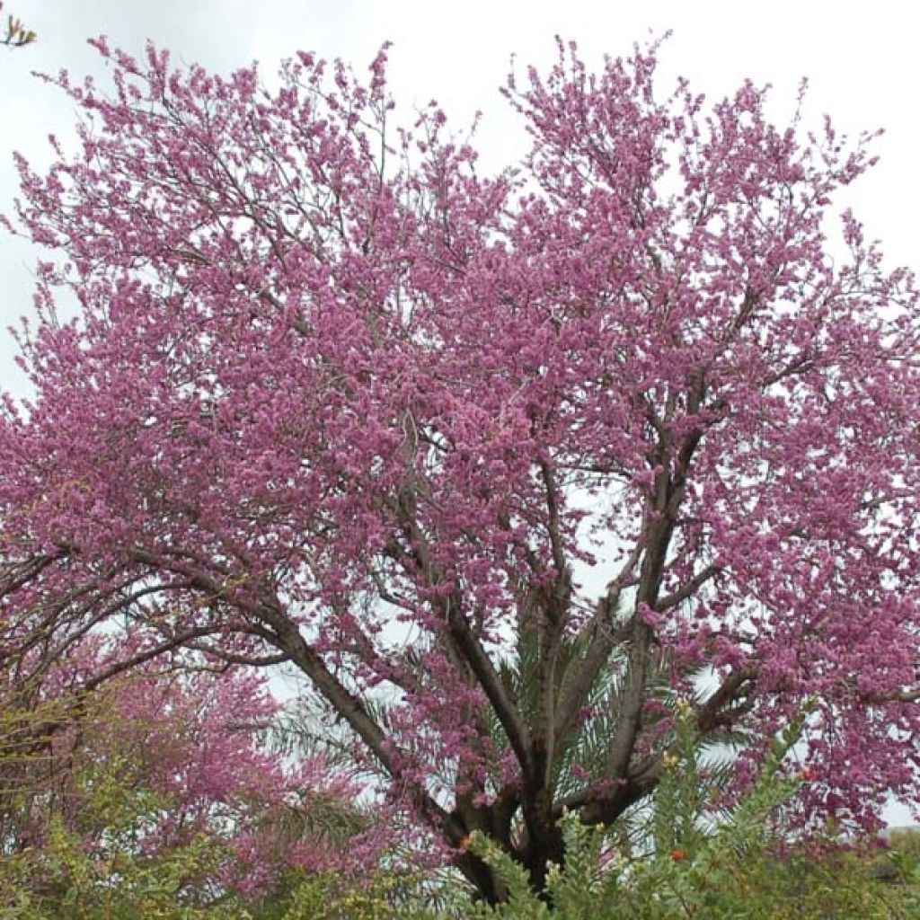 Cercis siliquastrum - Albero di Giuda