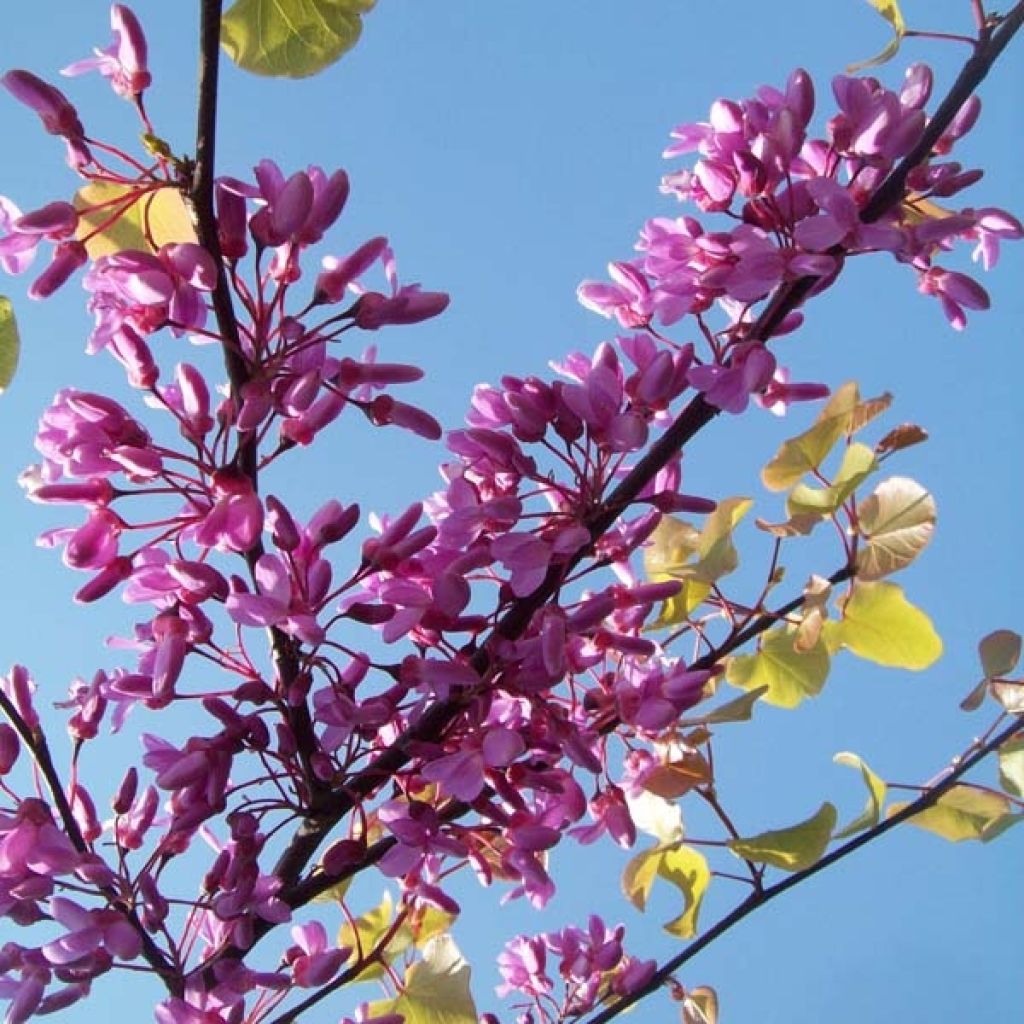 Cercis siliquastrum - Albero di Giuda