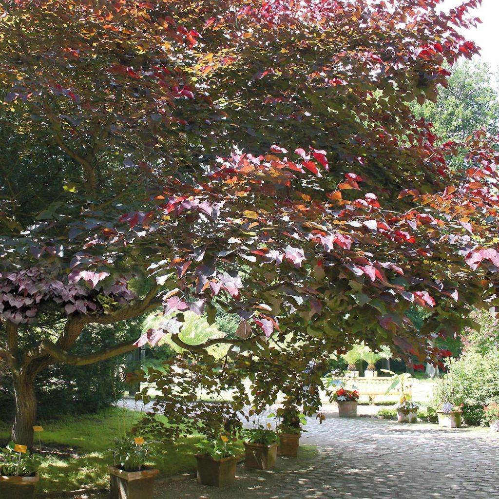 Cercis canadensis Forest Pansy - Albero di Giuda