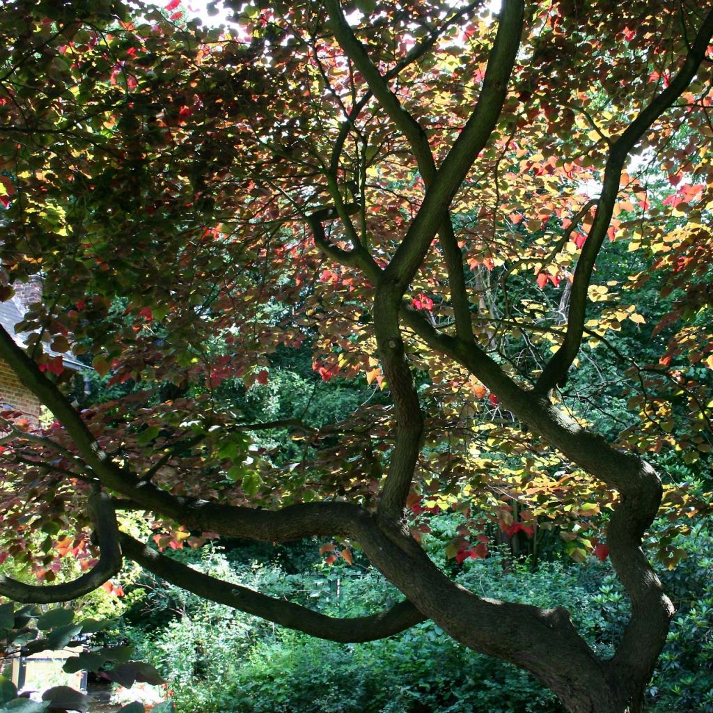 Cercis canadensis Forest Pansy - Albero di Giuda