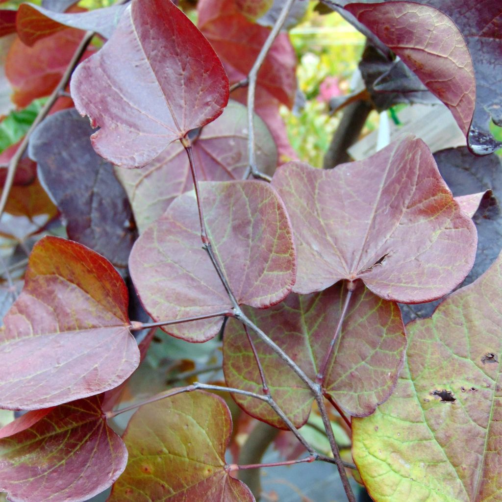 Cercis canadensis Forest Pansy - Albero di Giuda