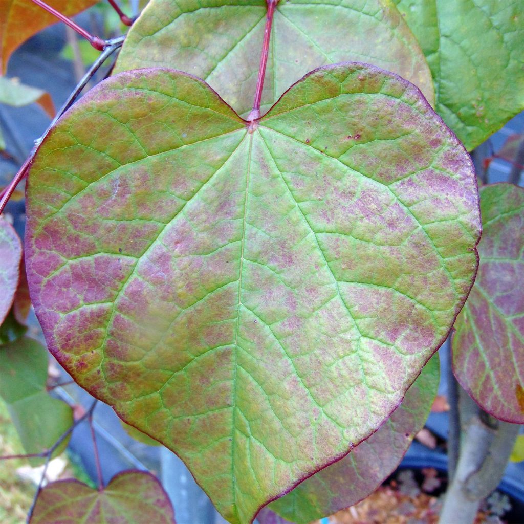 Cercis canadensis Forest Pansy - Albero di Giuda