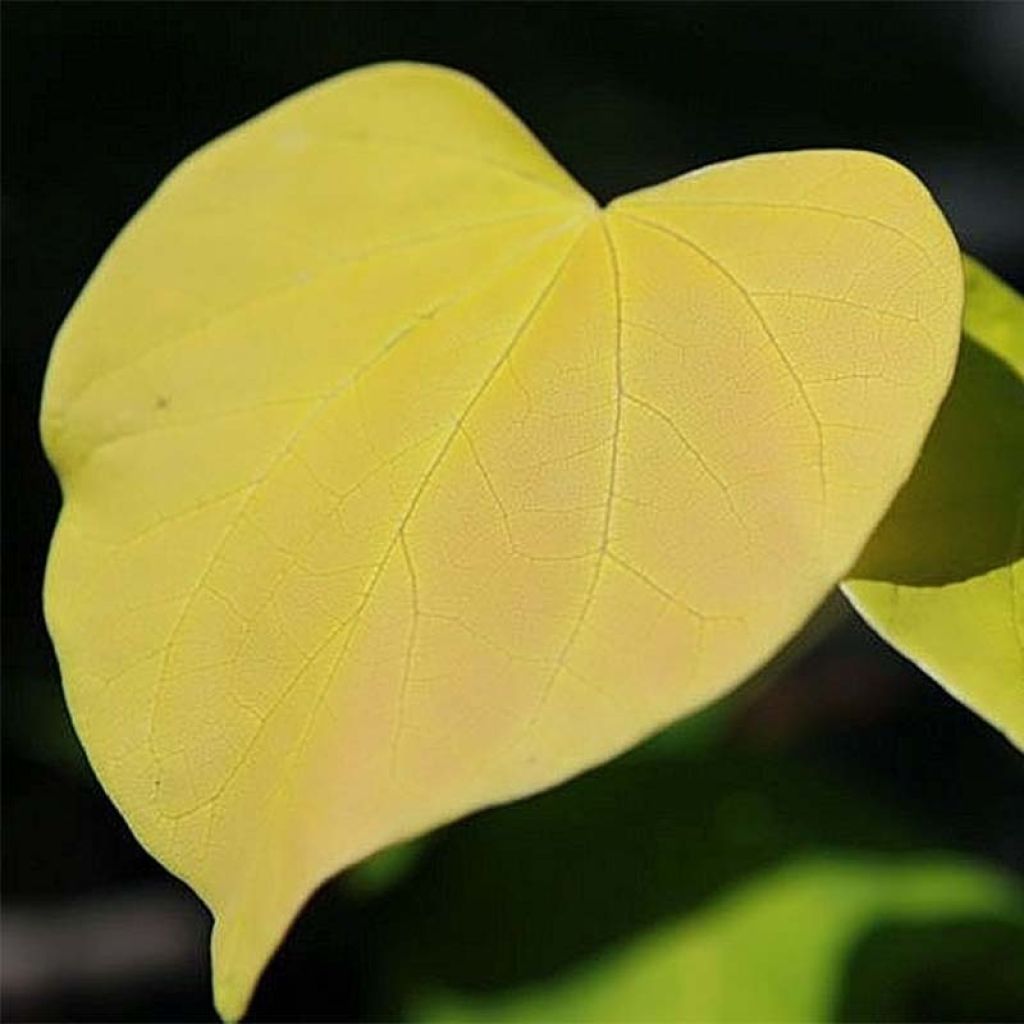 Cercis canadensis Heart of Gold - Albero di Giuda