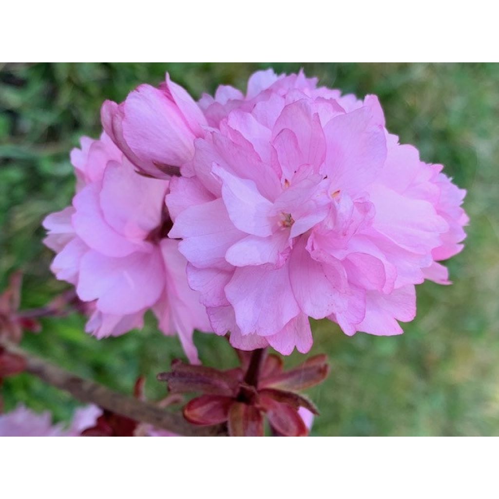 Prunus serrulata Royal Burgundy - Ciliegio da fiore