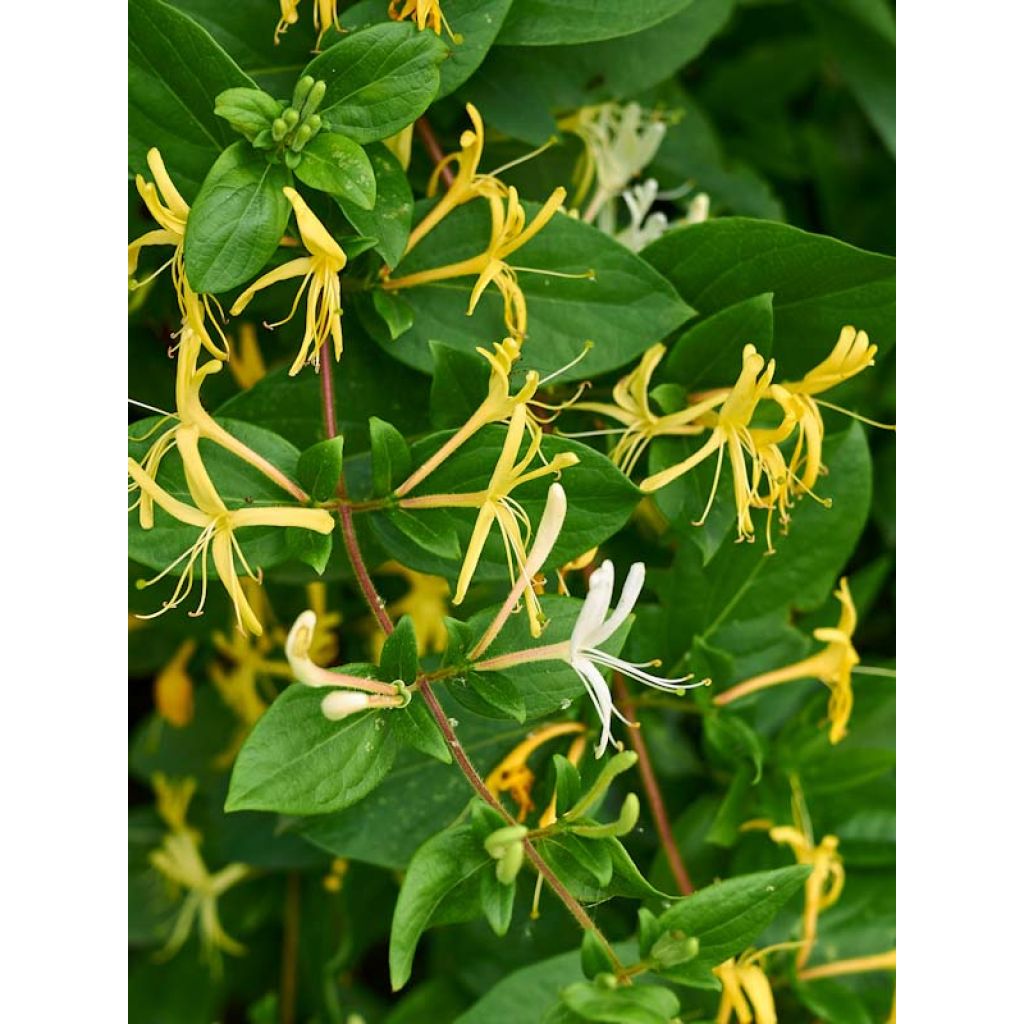 Lonicera japonica Halliana - Caprifoglio giapponese