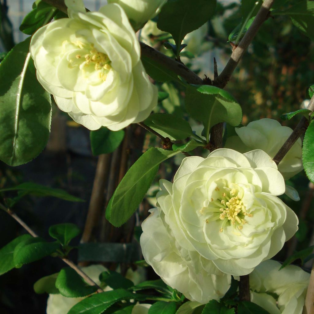 Chaenomeles speciosa Kinshiden - Fior di Pesco