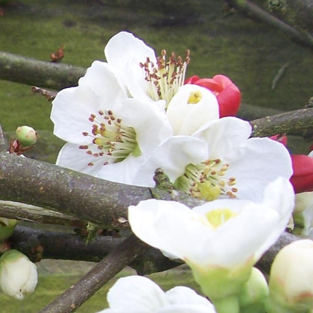 Cognassier du Japon, Chaenomeles speciosa nivalis