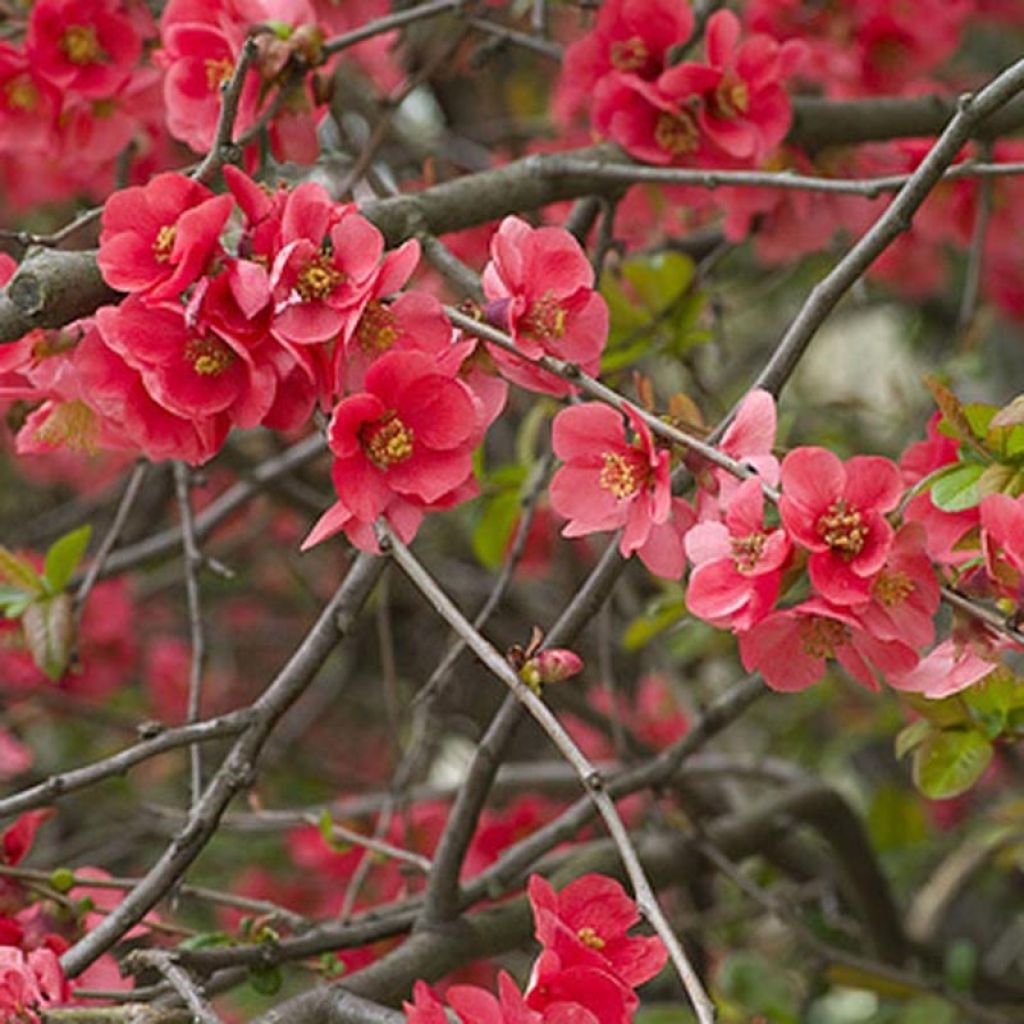 Chaenomeles superba Nicoline - Fior di Pesco