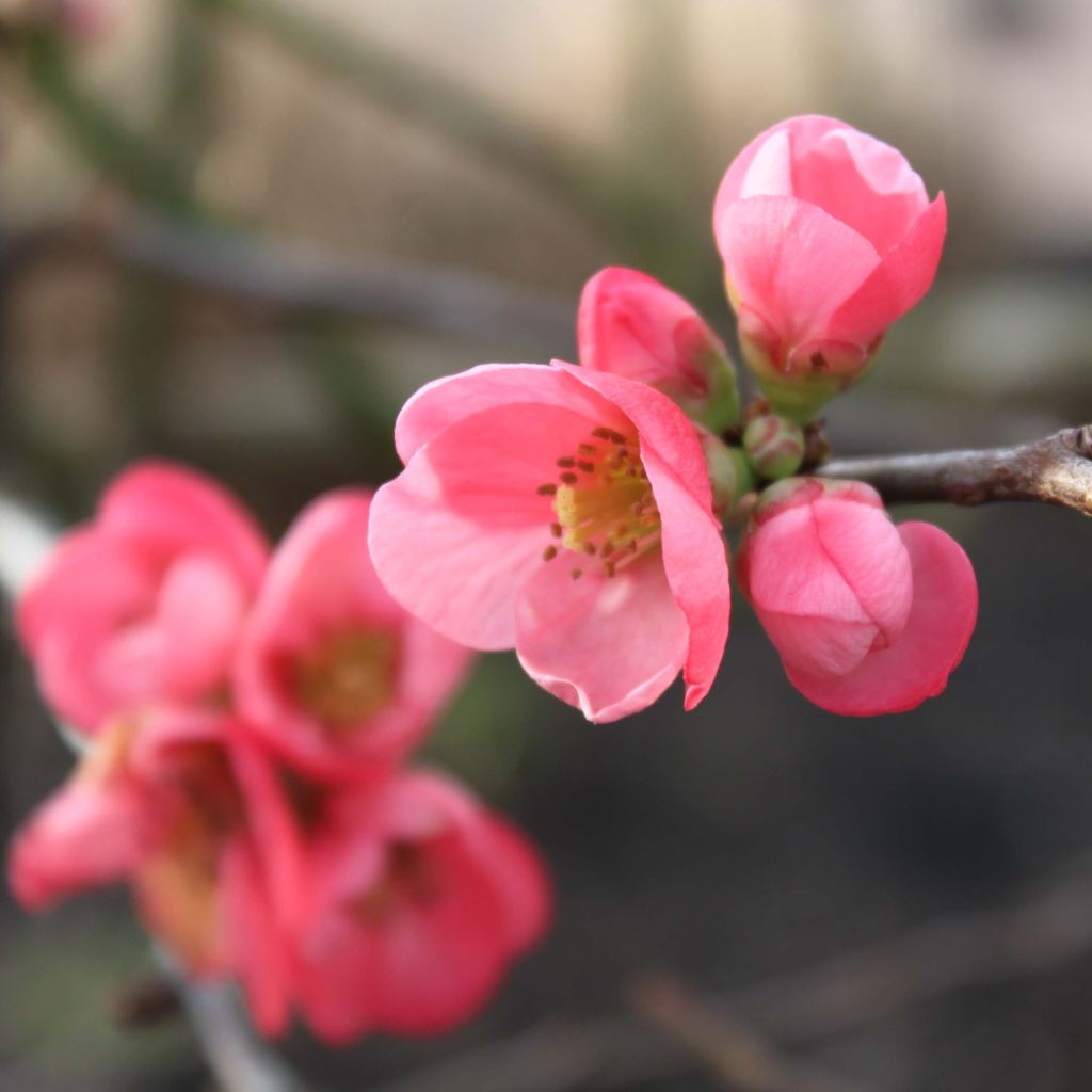 Chaenomeles superba Pink Lady - Fior di Pesco