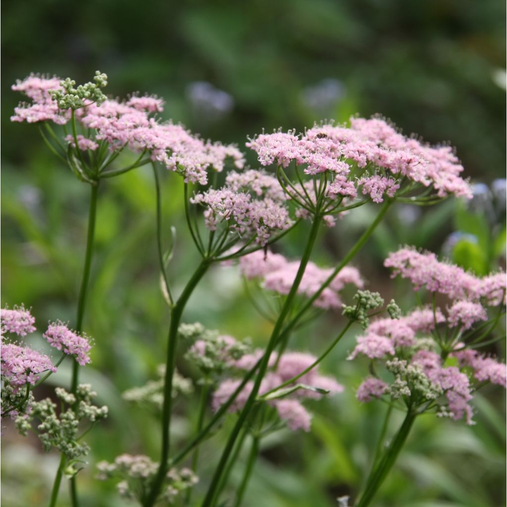 Chaerophyllum hirsutum Roseum - Cerfoglio irsuto