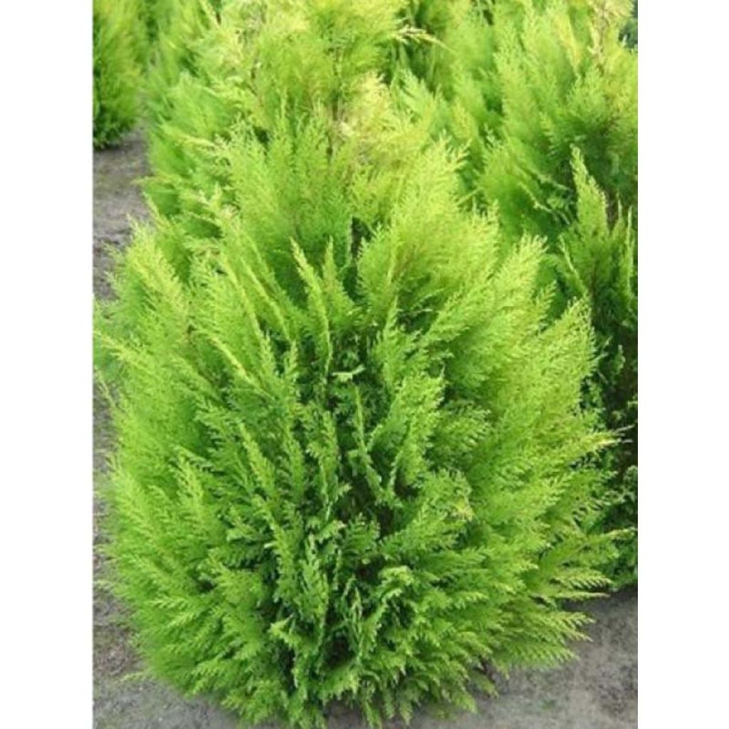 Chamaecyparis lawsoniana Alumigold - Cipresso bianco