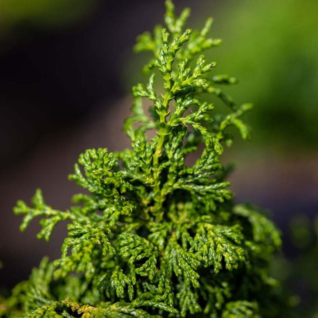 Chamaecyparis obtusa Maureen - Cipresso di Hinoki