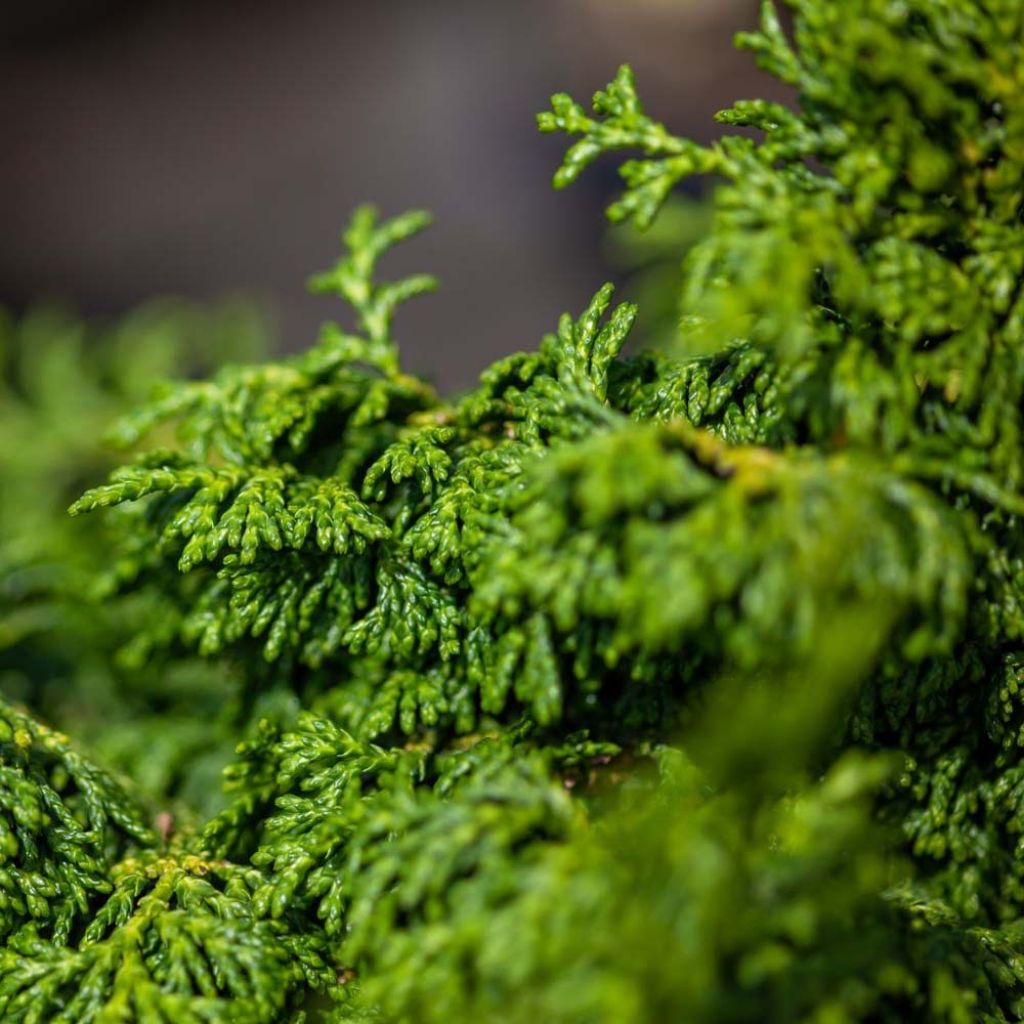 Chamaecyparis obtusa Maureen - Cipresso di Hinoki