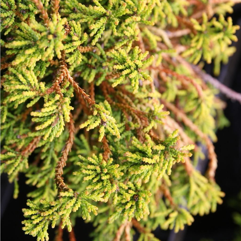 Chamaecyparis obtusa Gitte - Cipresso di Hinoki