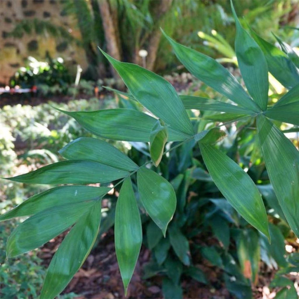 Chamaedorea klotzschiana - Palma