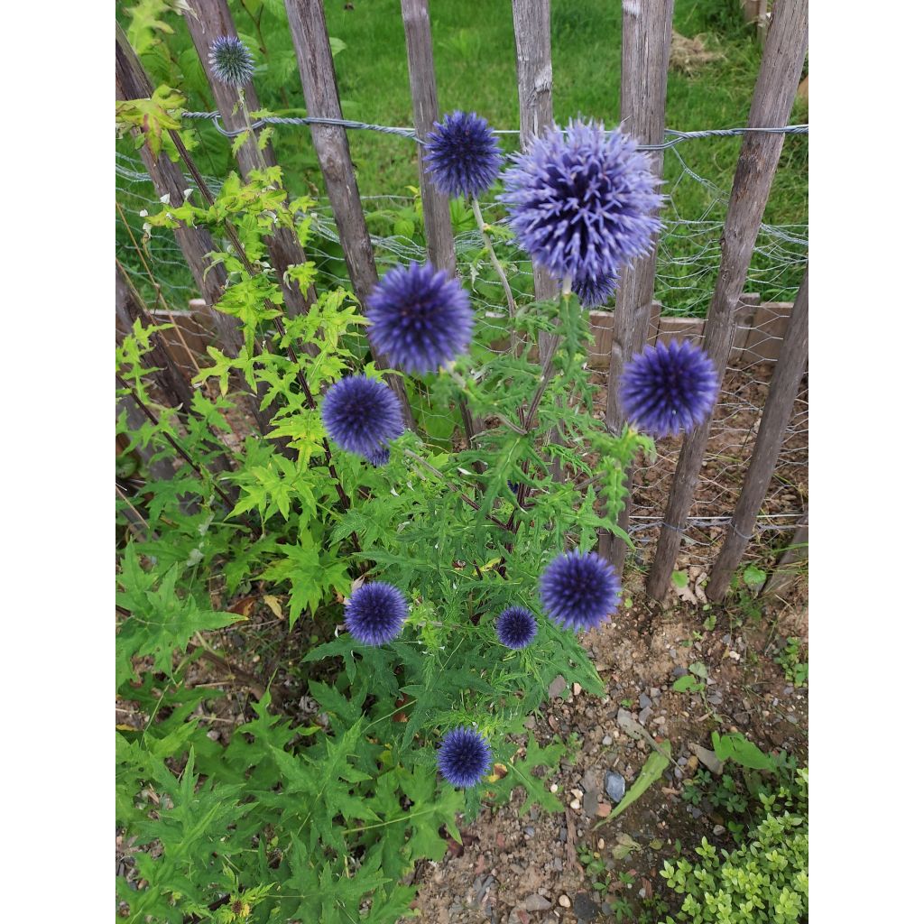 Echinops ritro - Cardo-pallottola coccodrillo