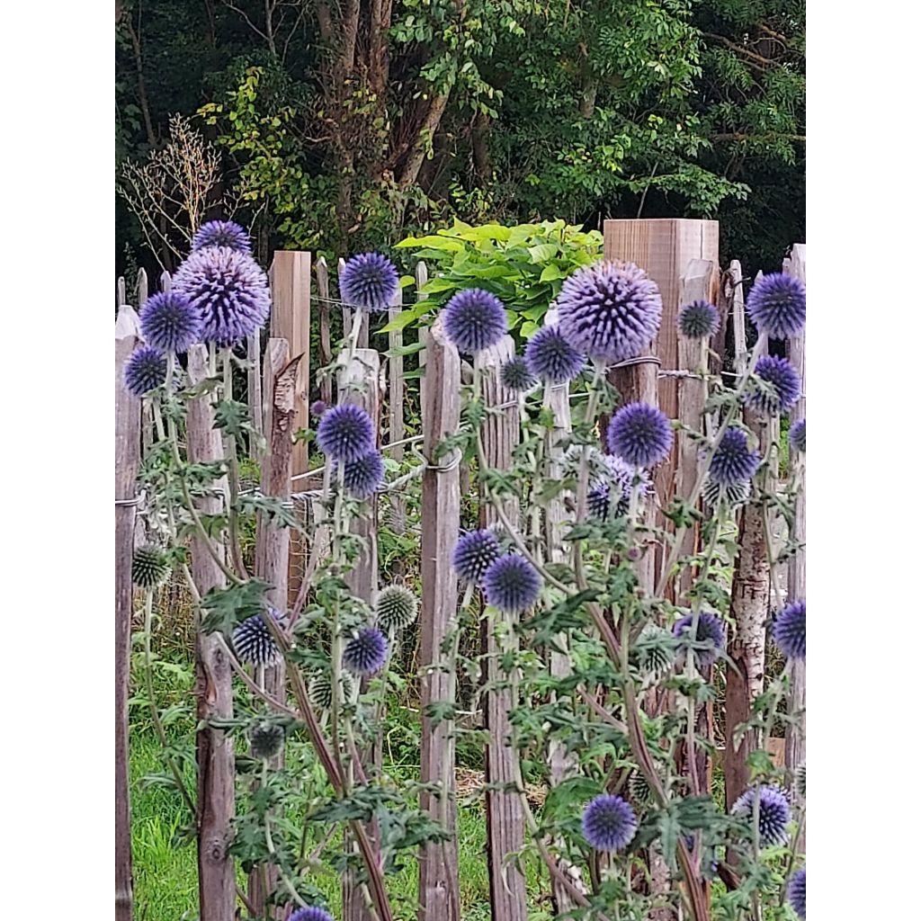 Echinops ritro - Cardo-pallottola coccodrillo