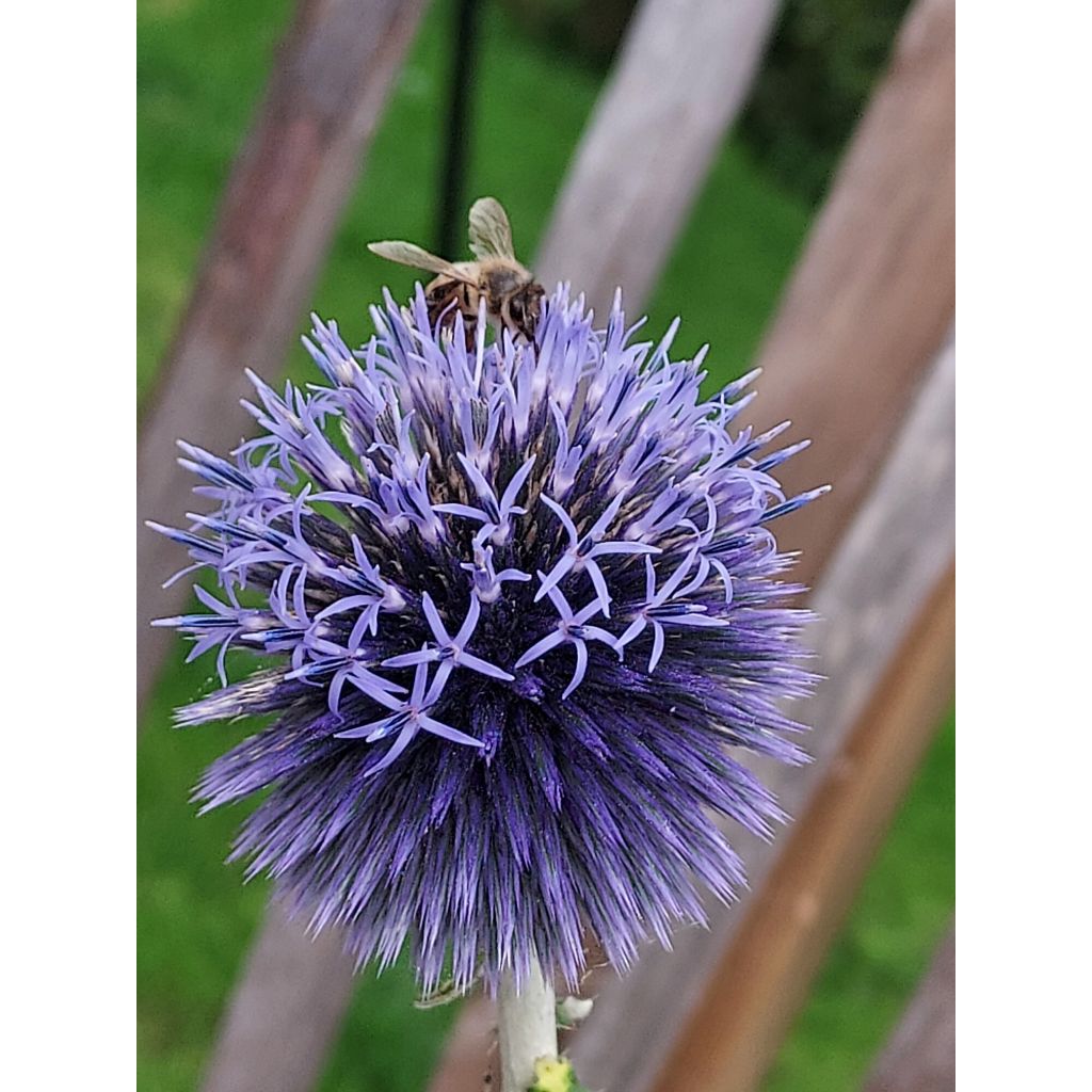 Echinops ritro - Cardo-pallottola coccodrillo