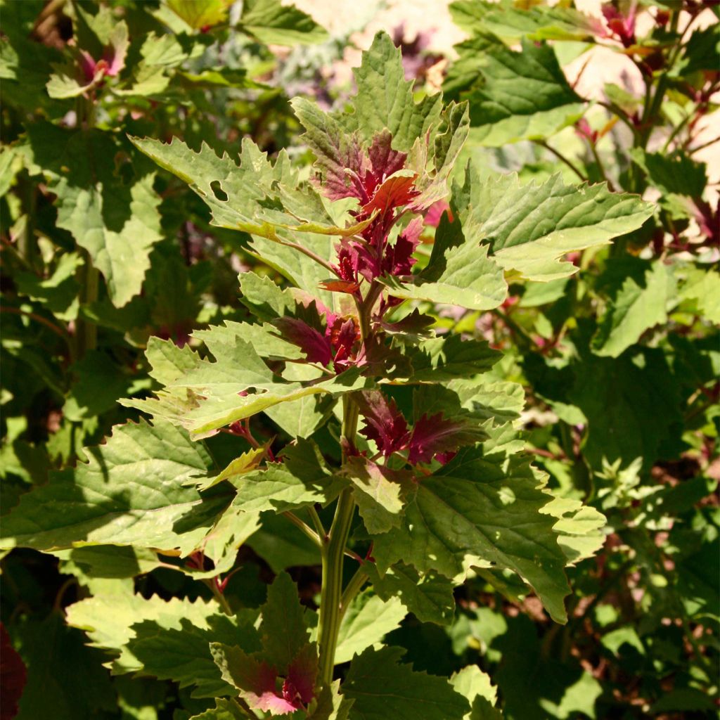 Chenopodium giganteum Bio - Farinello amaranto