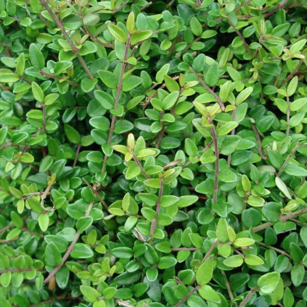 Lonicera Nitida Elegant, Chevrefeuille à feuille de Buis