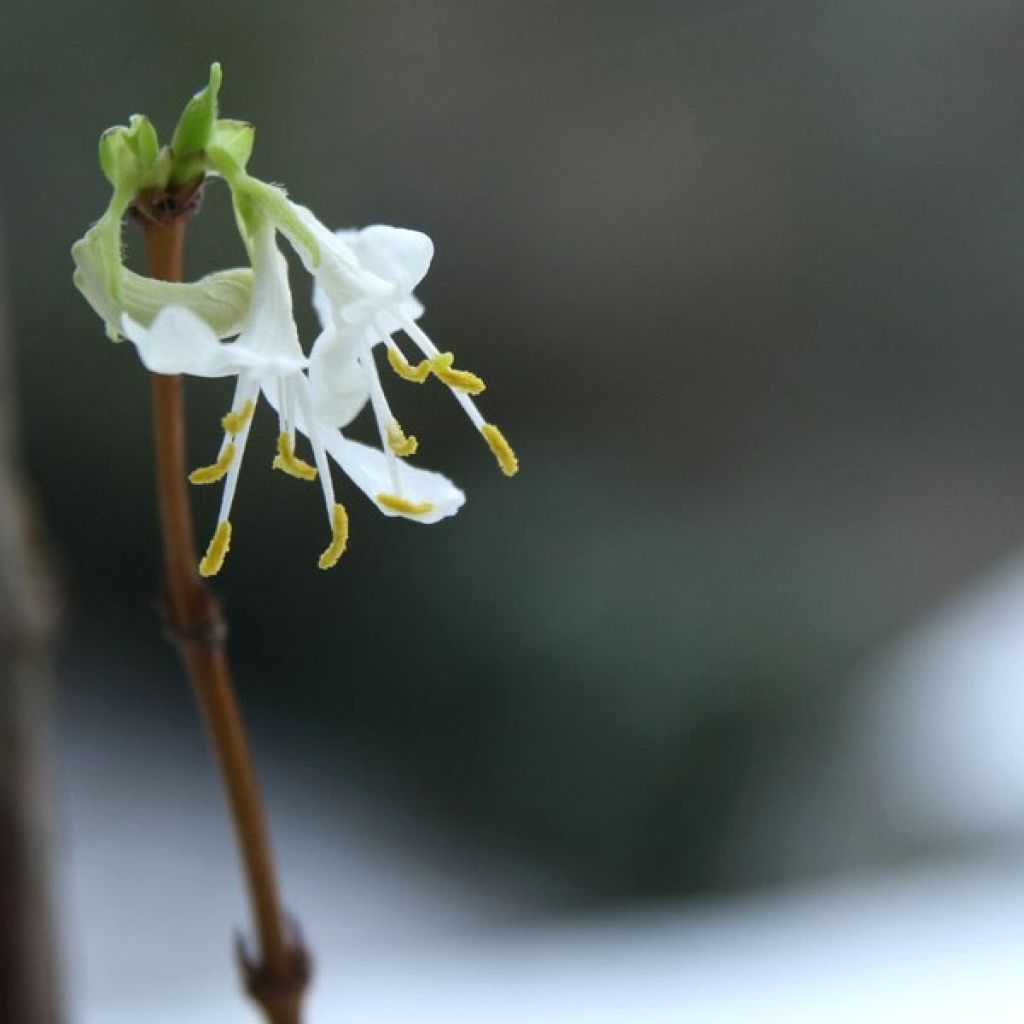 Lonicera fragrantissima - Caprifoglio odoroso