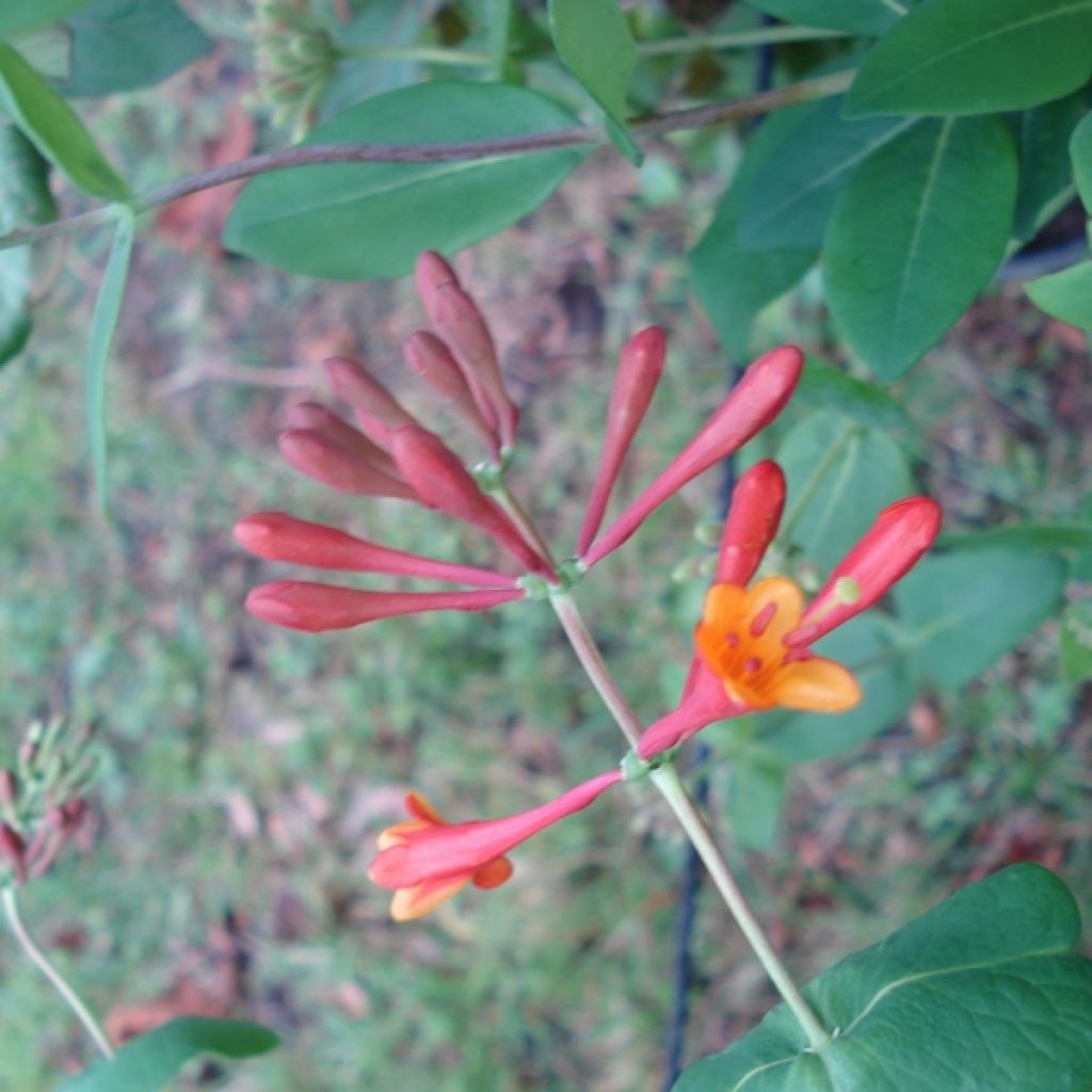 Lonicera brownii Dropmore Scarlet - Caprifoglio rampicante