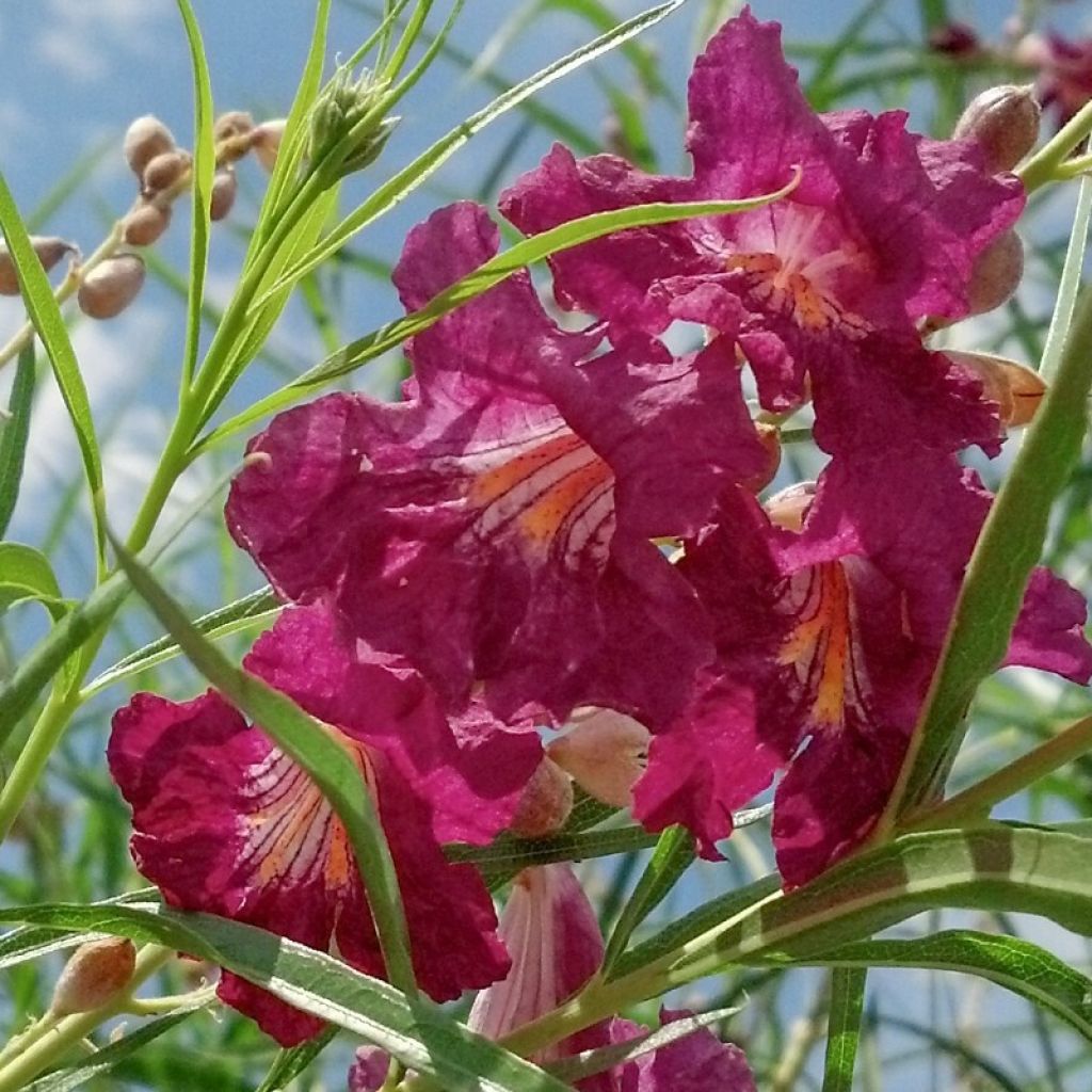 Chilopsis linearis Burgundy - Salice del deserto