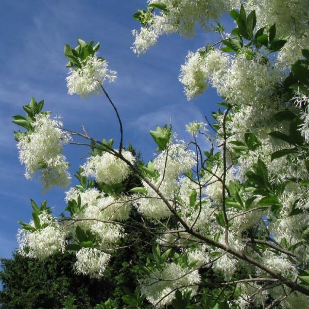 Chionanthus virginicus - Albero della neve