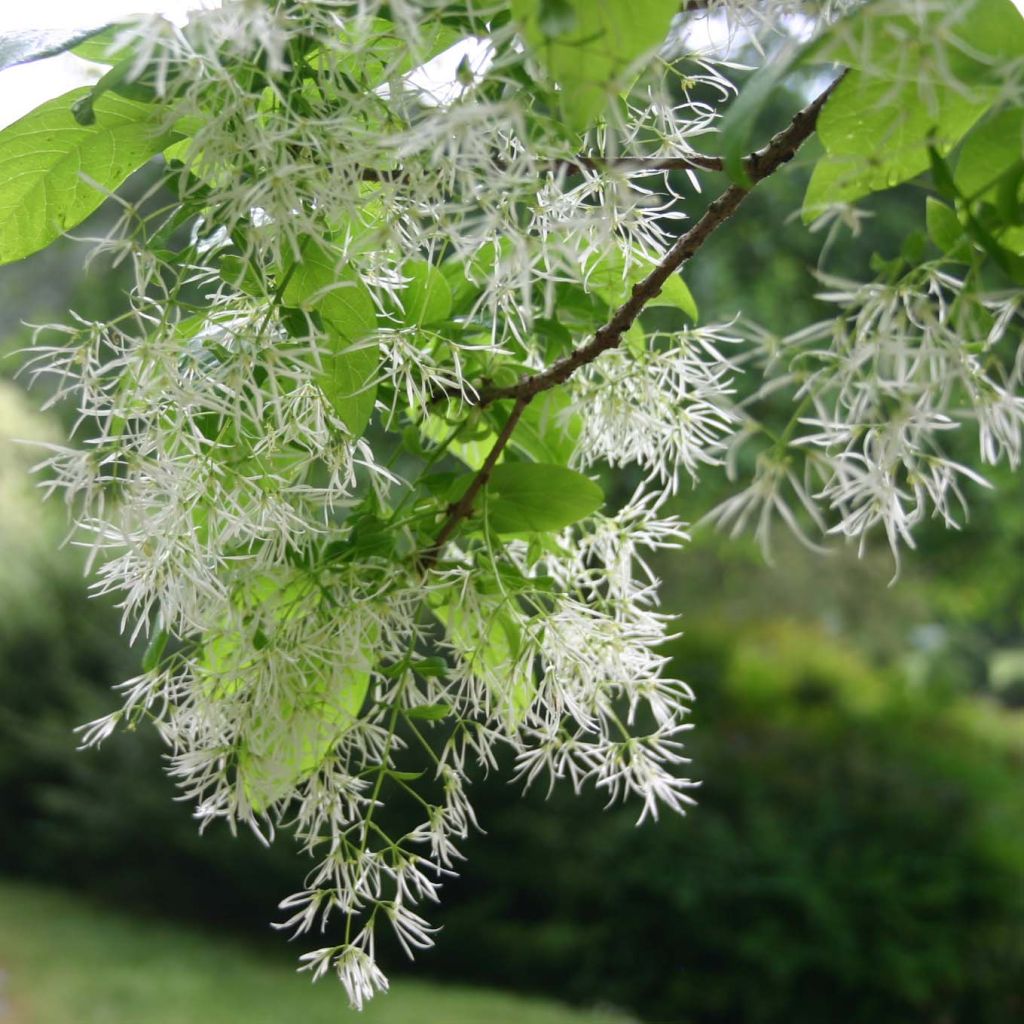 Chionanthus virginicus - Albero della neve