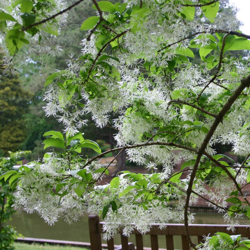 Chionanthus virginicus - Albero della neve