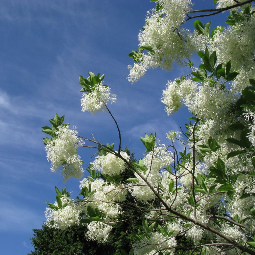 Chionanthus virginicus - Albero della neve