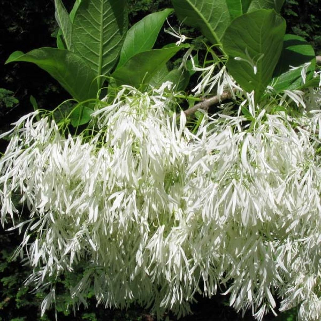 Chionanthus virginicus - Albero della neve