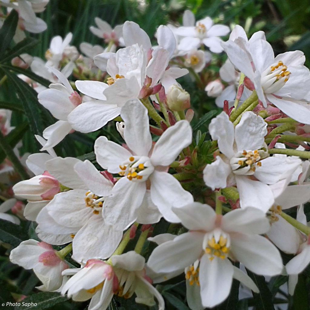 Choisya Scented Gem - Arancio messicano