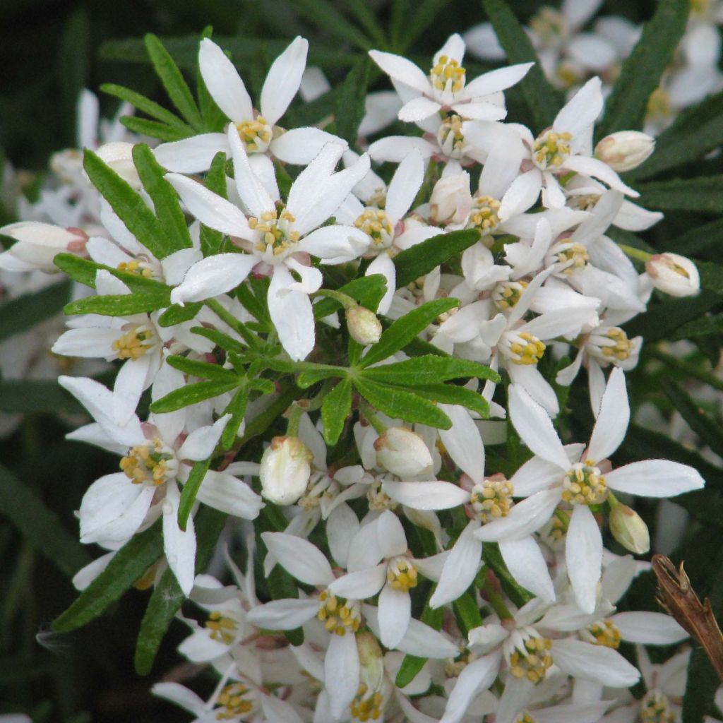 Choisya White Dazzler - Arancio messicano