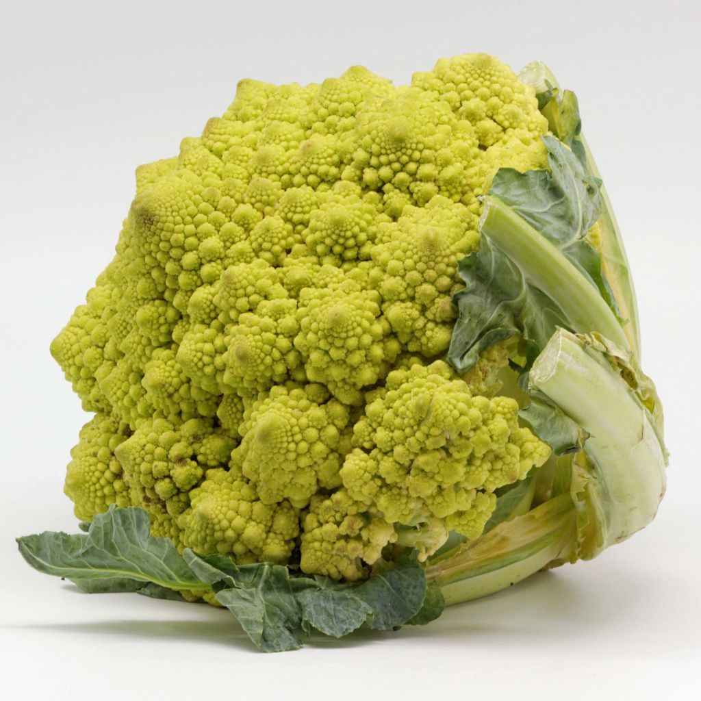 Cavolo romanesco Romanesco