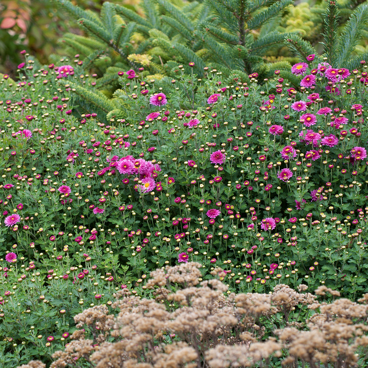 Chrysanthemum Mei Kyo - Crisantemo