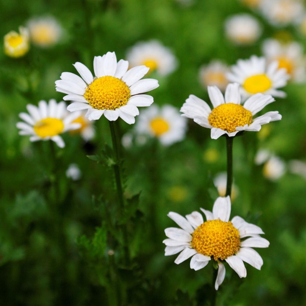 Leucanthemum superbum Gruppenstolz - Grande marguerite