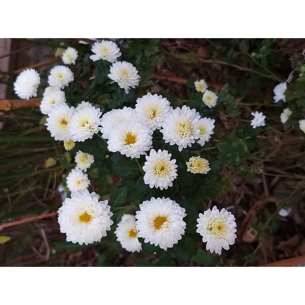 Chrysanthemum indicum Poesie - Crisantemo